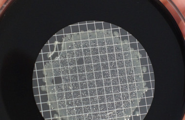 Laboruntersuchung Legionellenprüfung